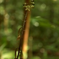 Eulophia pulchra (Thouars) Lindl.